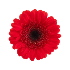 Foto op Canvas Red gerbera flower isolated on a transparent png background. Stock photo © Анна О