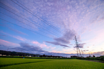 水田と送電線の風景