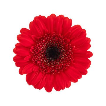 Red gerbera flower isolated on a transparent png background. Stock photo