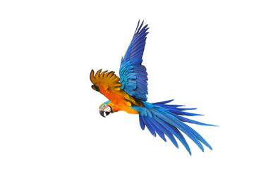 Colorful flying parrot isolated on transparent background png file