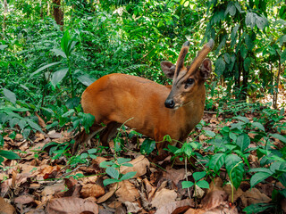 Muntjac. Indian muntjac (Barking Deer) at Chitwan National Park, Nepal. © phototravelua