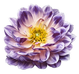 Purple  flower dahlia. Flower on  isolated background with clipping path.  For design.  Closeup.  Transparent background.  Nature.