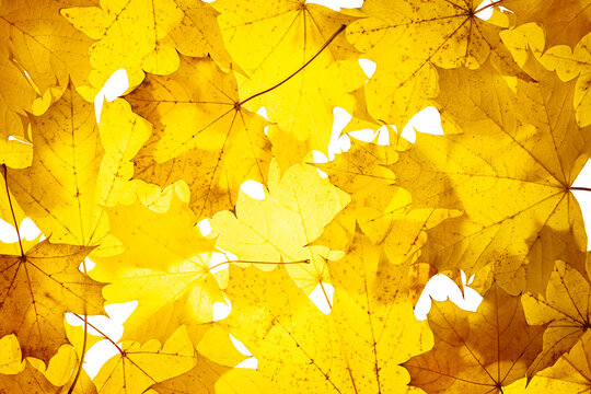Autumn concept - solid background of yellow autumn leaves, maple leaves, top view