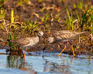 Common Sandpiper Photo and Image.  Sandpiper birds facing each other and foraging for food in a marsh environment and habitat with a blur foliage background.