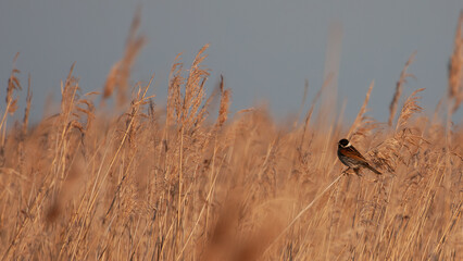male reed bunting looking oiver the reed bed