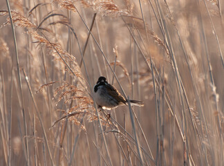male reed bunting