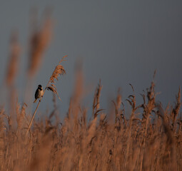 reed bunting