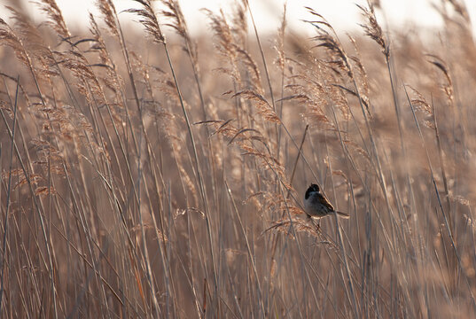 male reed bunting singing in the reed bed