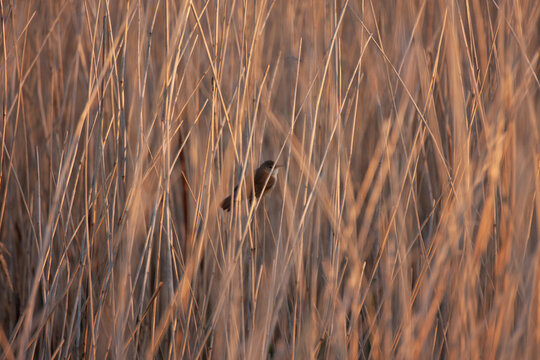 reed warbler 