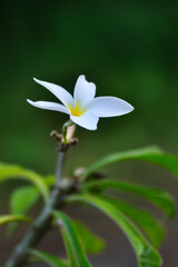 white and yellow flower