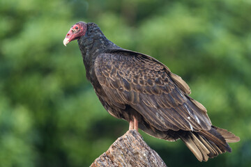 Turkey Vulture - Cathartes aura, large unique bird of prey from Central and Latin America forests and woodlands, Gamboa, Panama.