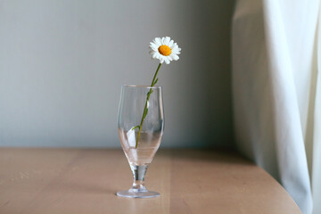 White chamomile in a transparent glass