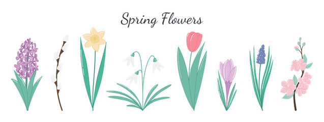 Set of different spring flowers. Botanical vector illustration isolated on white.