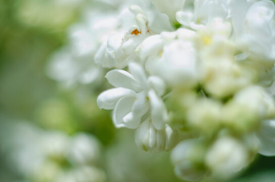 The photo of white lilac flowers on a macro lens