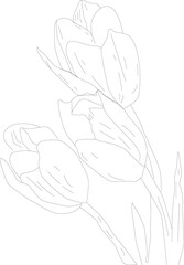Sketch flowers