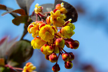 Berberis thunbergii japanese barberry ornamental flowering shrub, group of beautiful small yellow petal flowers in bloom, purple reddish leaves