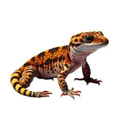leopard gecko looking isolated on white - obrazy, fototapety, plakaty