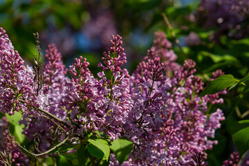 purple lilac shrub blossoms in spring. Beautiful floral nature wallpaper in the green garden
