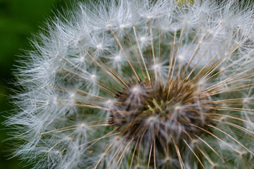 Fototapeta premium Delicate fluffy afterflowers of dandelions in the meadows on sunny spring days