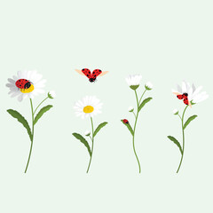 Set of daisies and beetles on a green background. Vector illustration.