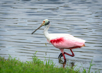 Roseate Spoonbill along the Shadow Creek Ranch Nature Trail in Pearland, Texas