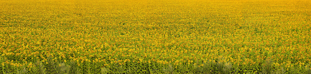 Wide agricultural sunflower field in sunlight top view. Summertime blooming field as summer background of sunflowers.