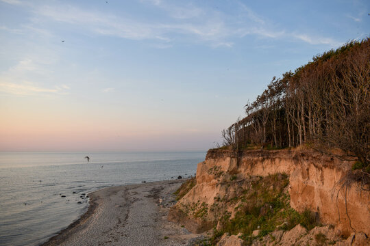 Landscape picture of a ocean cliff during sunset in the baltic sea coast while seagulls and swallows fly around