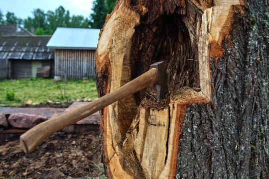 Tree surgeon. Working with a chainsaw. Sawing wood with a chainsaw.