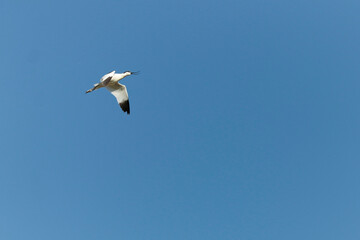 Obraz premium avocette