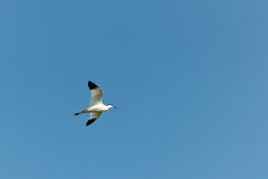 avocette