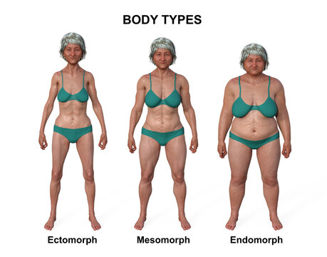 A 3D illustration of a female body showcasing three different body types - ectomorph, mesomorph, and endomorph