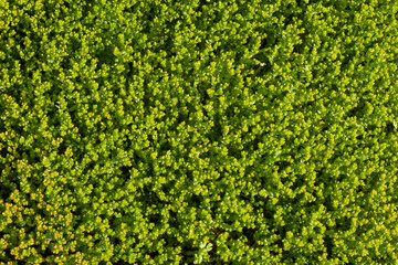 Background image - stonecrop grass growing in a continuous carpet