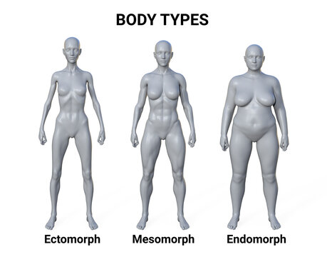A 3D illustration of a female body showcasing three different body types - ectomorph, mesomorph, and endomorph