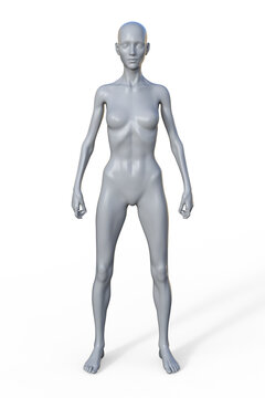 A 3D illustration of a female body with ectomorph body type
