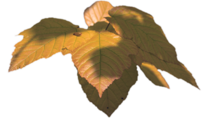 Close up tree branch with sunlight isolated PNG photo with transparent background.