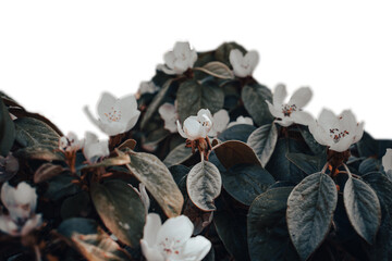 Close up apple flowers in sunny day isolated PNG photo with transparent background.