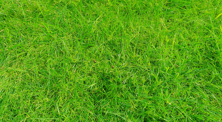 beautiful green grass meadow in the free field