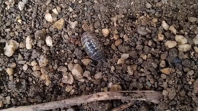 湿った土の上のダンゴムシ