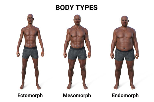 A 3D illustration of a male body showcasing three different body types - ectomorph, mesomorph, and endomorph