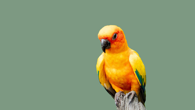 Parrot Bird species name of Sun Parakeet or Aratinga solstitialis. Stand on the log. Background of isolated soft green background with clipping path.
