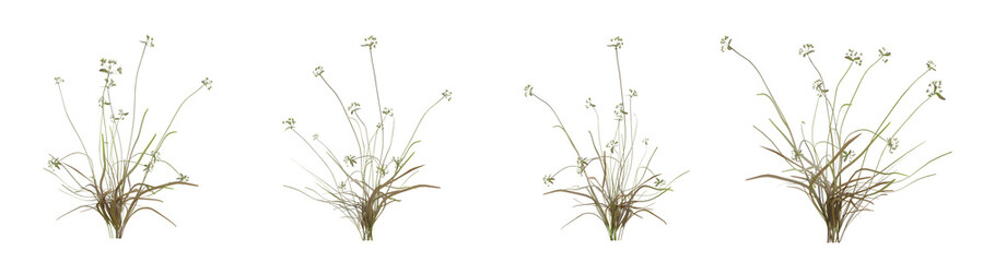 scirpus autumn plant on transparent background, nature meadow, 3d render illustration. © Sandy