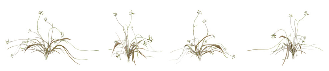 scirpus autumn plant on transparent background, nature meadow, 3d render illustration. © Sandy