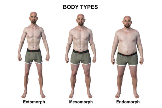 A 3D illustration of a male body showcasing three different body types - ectomorph, mesomorph, and endomorph