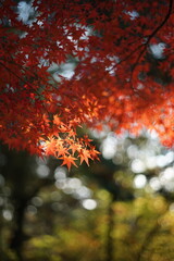 紅葉と玉ボケ