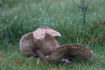 detale jesiennego krajobrazu naturalnego © Michał Kurzątkowski