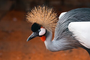 Grey crowned crane - Powered by Adobe