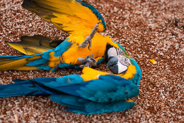 Ara parrots fighting