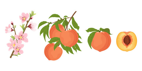 Branch with peach blossom, branch with leaves and whole peaches, half a peach. Flat vector illustration.