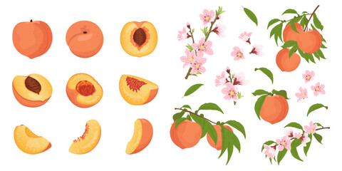 Set with peach blossom and peaches on a branch. Summer harvest.