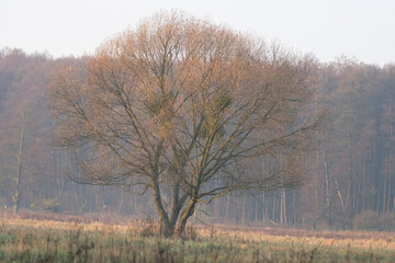 Obraz na płótnie Canvas Krajobraz naturalny z polami i drzewami w mglisty jesienny poranek